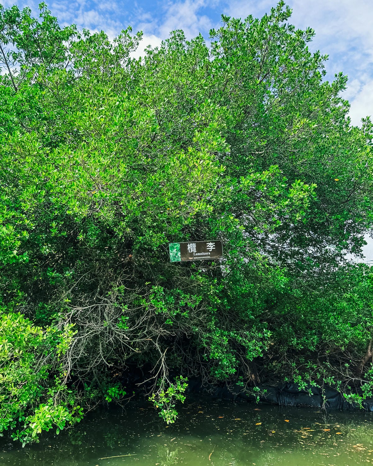 台南景點 綠色隧道 搭乘四草台江觀光船 探索台版亞馬遜河16.jpg