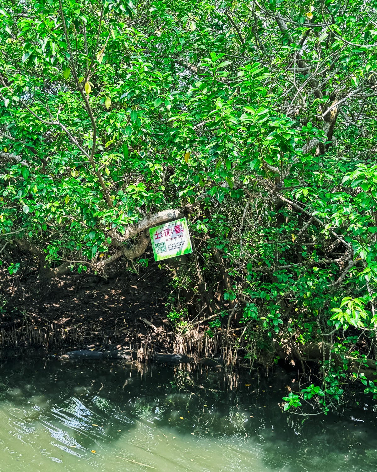 台南景點 綠色隧道 搭乘四草台江觀光船 探索台版亞馬遜河15.jpg