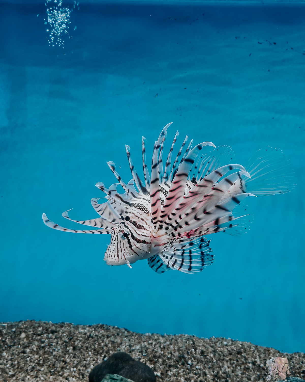 長崎企鵝水族館｜走進企鵝的世界 全日本企鵝種類最多的水族館  雨天也很適合的親子景點