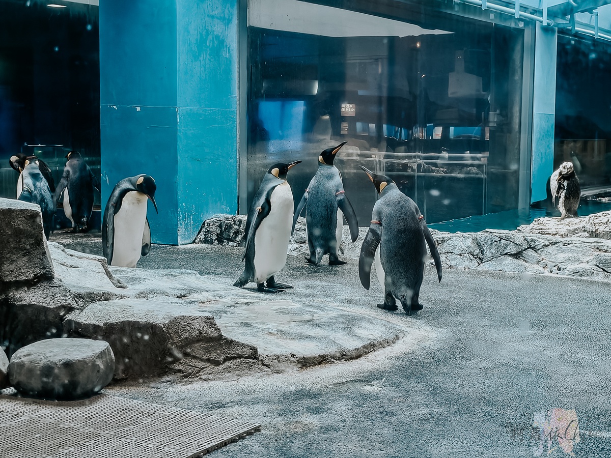 長崎企鵝水族館｜走進企鵝的世界 全日本企鵝種類最多的水族館  雨天也很適合的親子景點