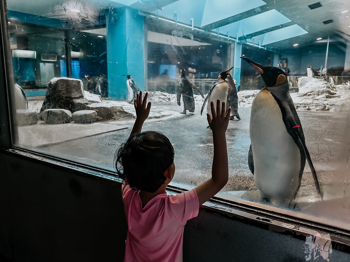 長崎企鵝水族館｜走進企鵝的世界 全日本企鵝種類最多的水族館  雨天也很適合的親子景點