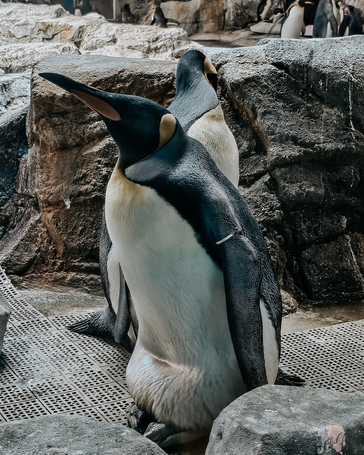 長崎企鵝水族館｜走進企鵝的世界 全日本企鵝種類最多的水族館  雨天也很適合的親子景點