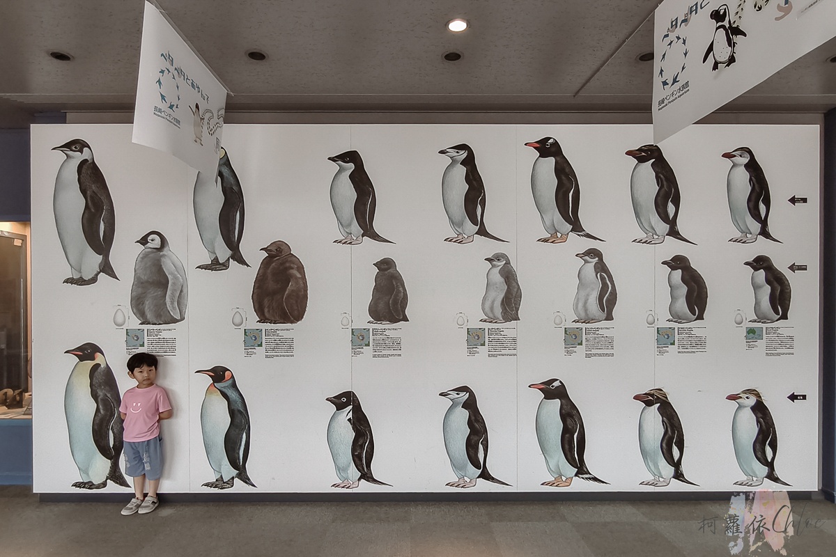 長崎企鵝水族館｜走進企鵝的世界 全日本企鵝種類最多的水族館  雨天也很適合的親子景點