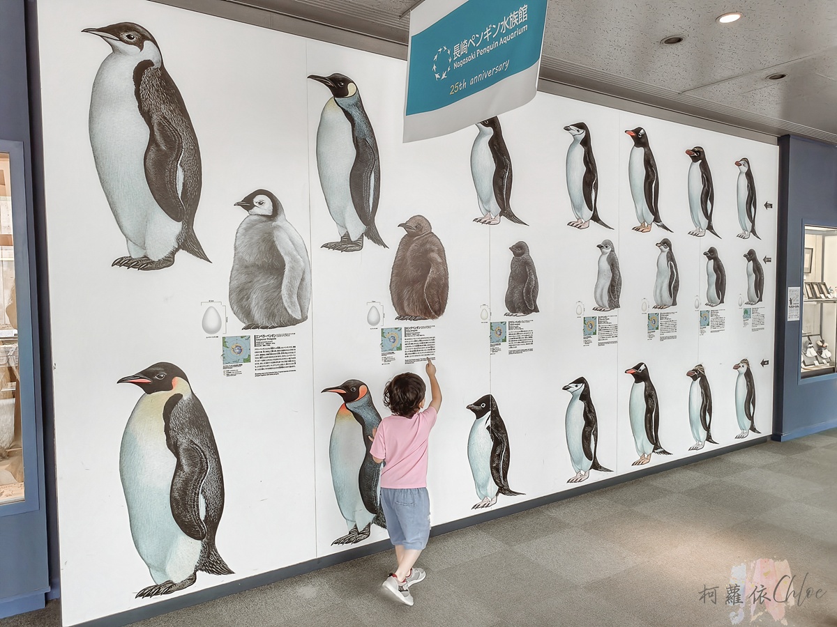 長崎企鵝水族館｜走進企鵝的世界 全日本企鵝種類最多的水族館  雨天也很適合的親子景點