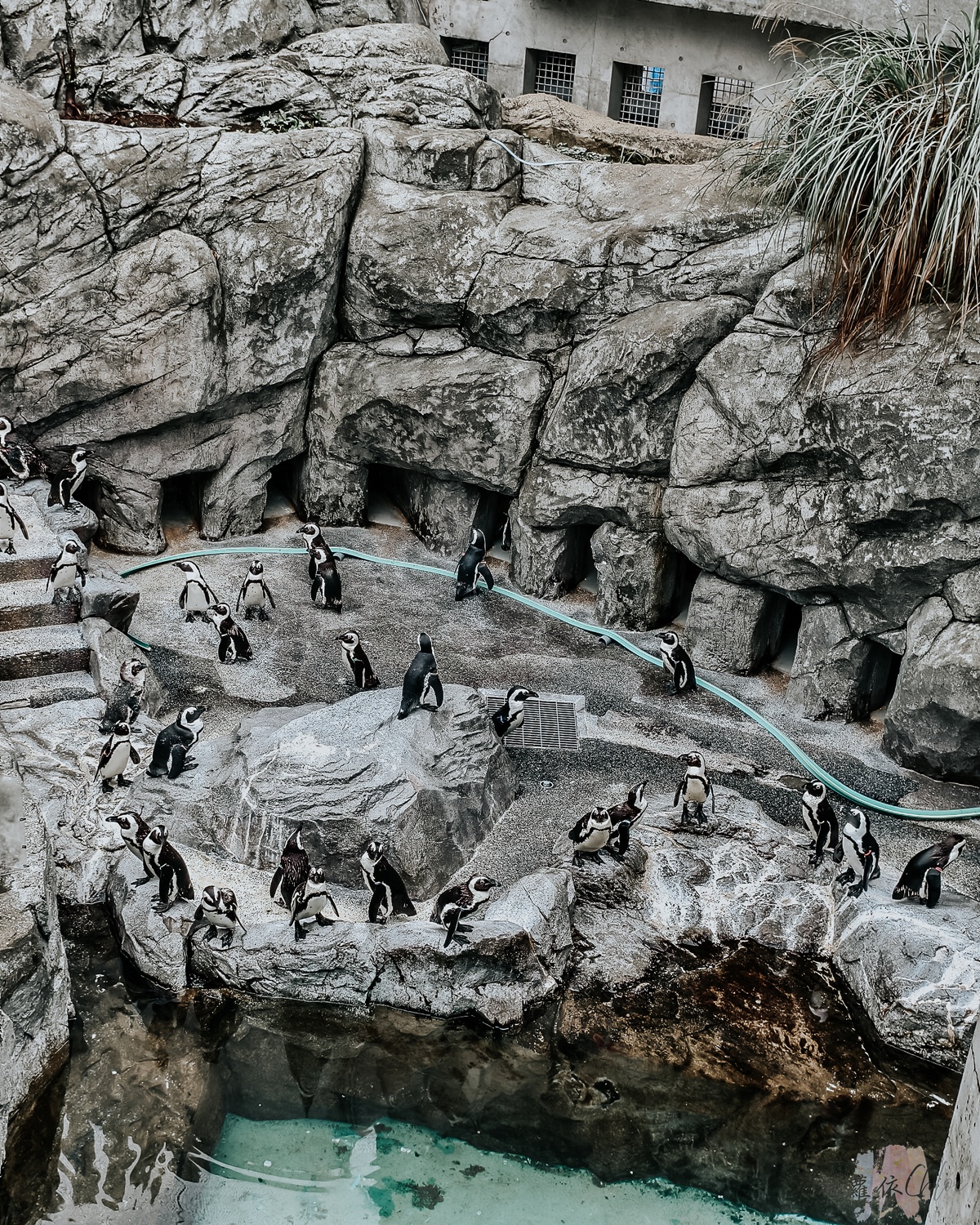 長崎企鵝水族館｜走進企鵝的世界 全日本企鵝種類最多的水族館  雨天也很適合的親子景點