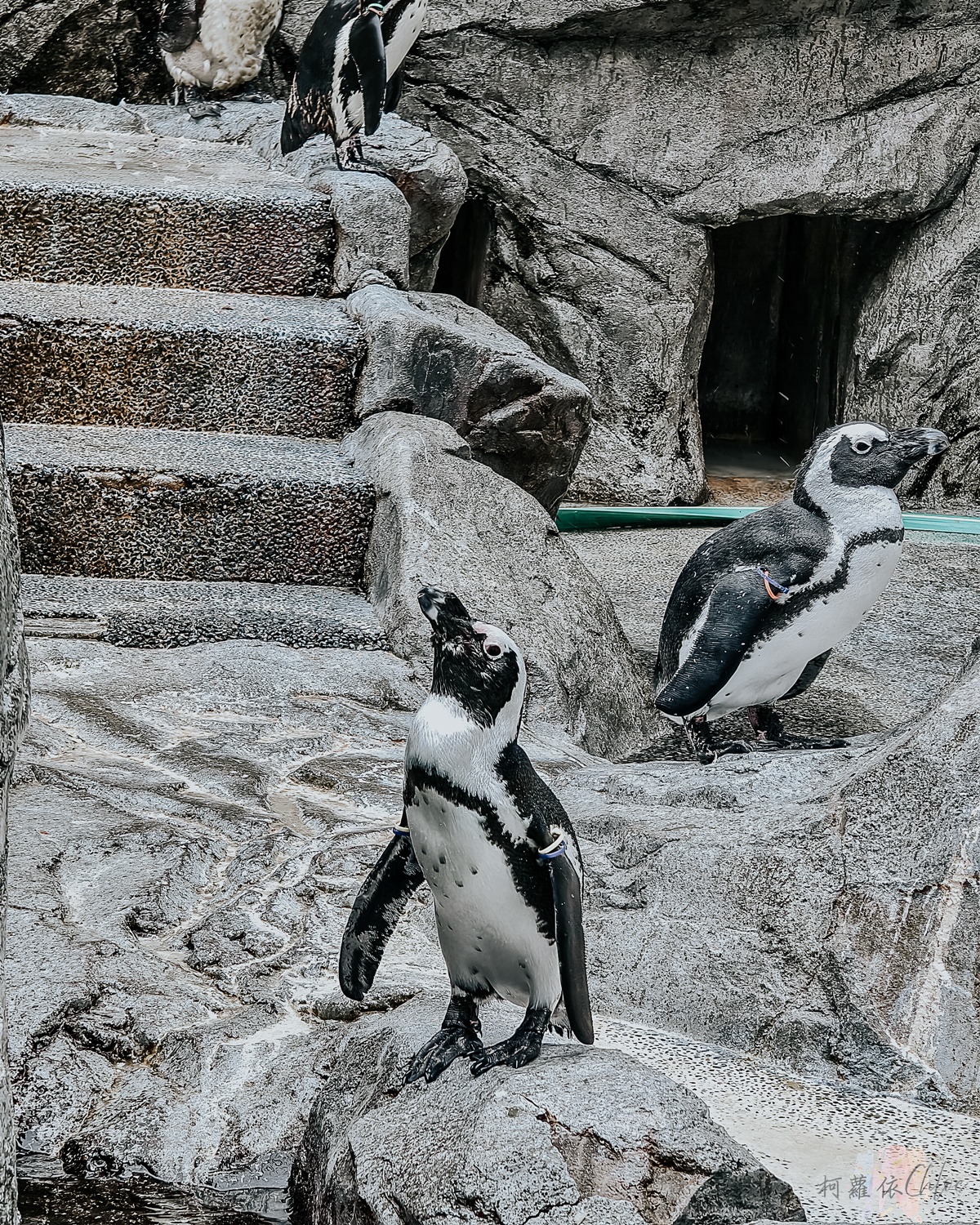長崎企鵝水族館｜走進企鵝的世界 全日本企鵝種類最多的水族館  雨天也很適合的親子景點