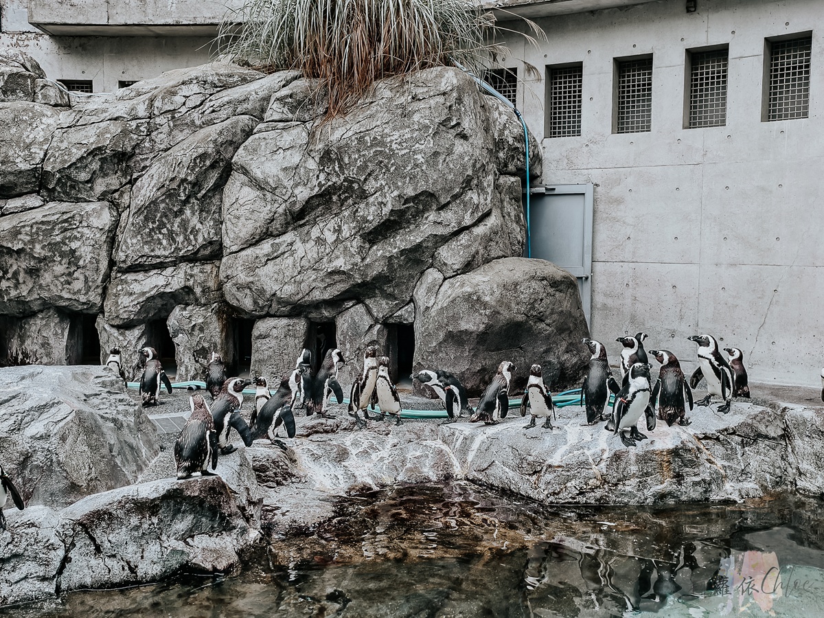長崎企鵝水族館｜走進企鵝的世界 全日本企鵝種類最多的水族館  雨天也很適合的親子景點