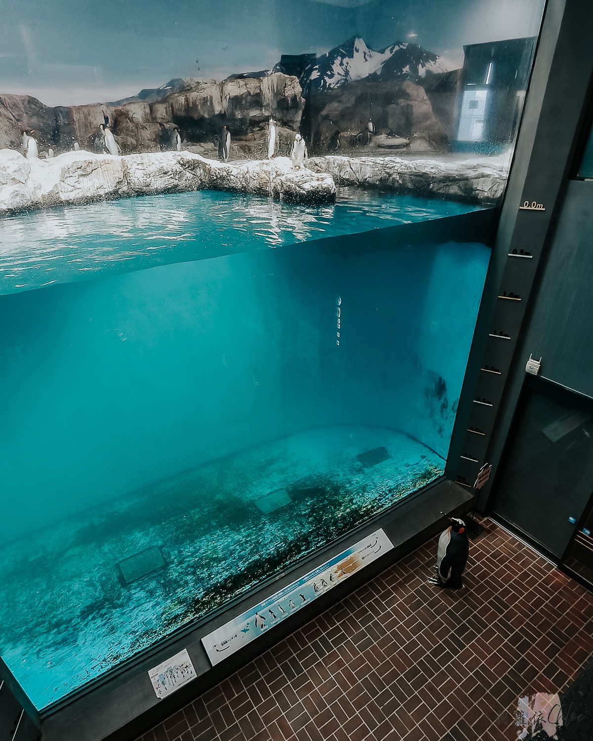 長崎企鵝水族館｜走進企鵝的世界 全日本企鵝種類最多的水族館  雨天也很適合的親子景點