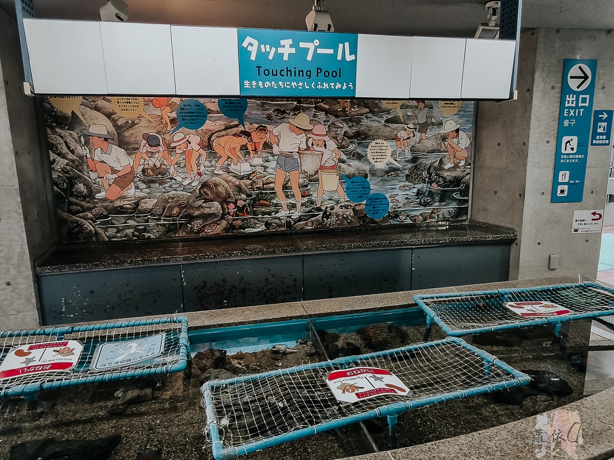 長崎企鵝水族館｜走進企鵝的世界 全日本企鵝種類最多的水族館  雨天也很適合的親子景點