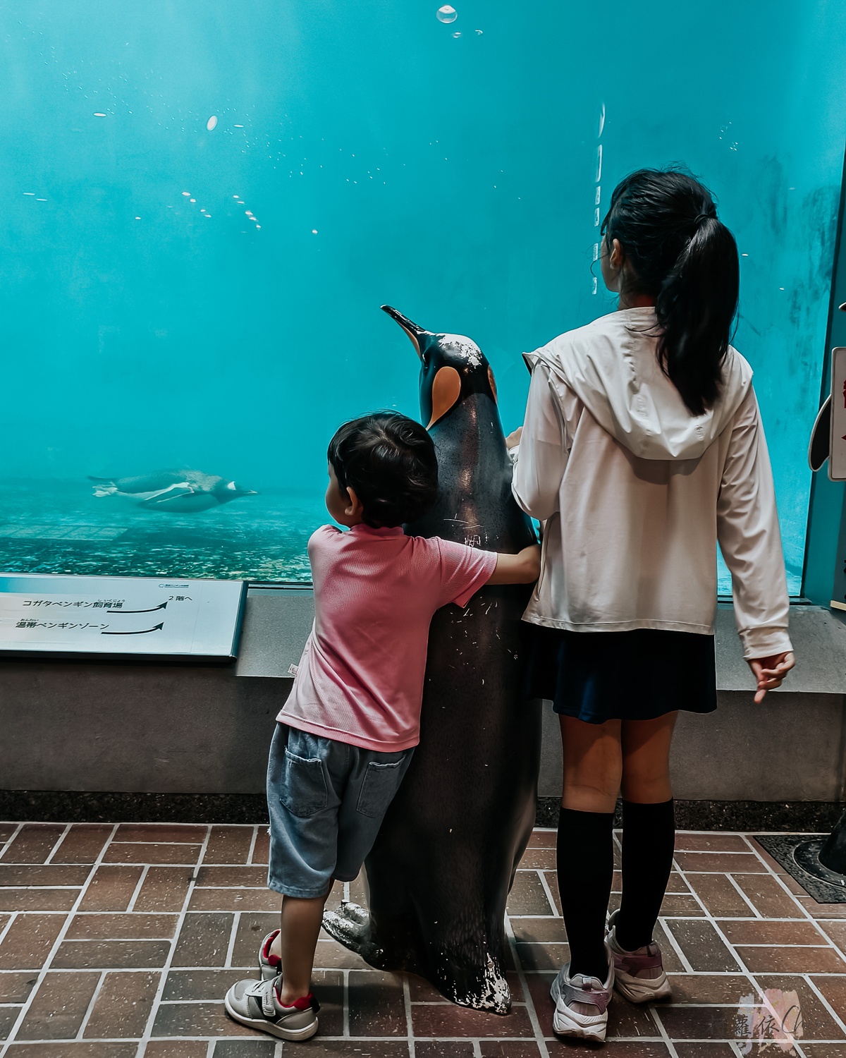 長崎企鵝水族館｜走進企鵝的世界 全日本企鵝種類最多的水族館  雨天也很適合的親子景點