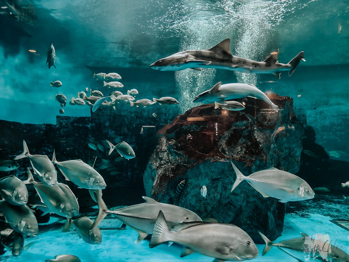 長崎企鵝水族館｜走進企鵝的世界 全日本企鵝種類最多的水族館  雨天也很適合的親子景點