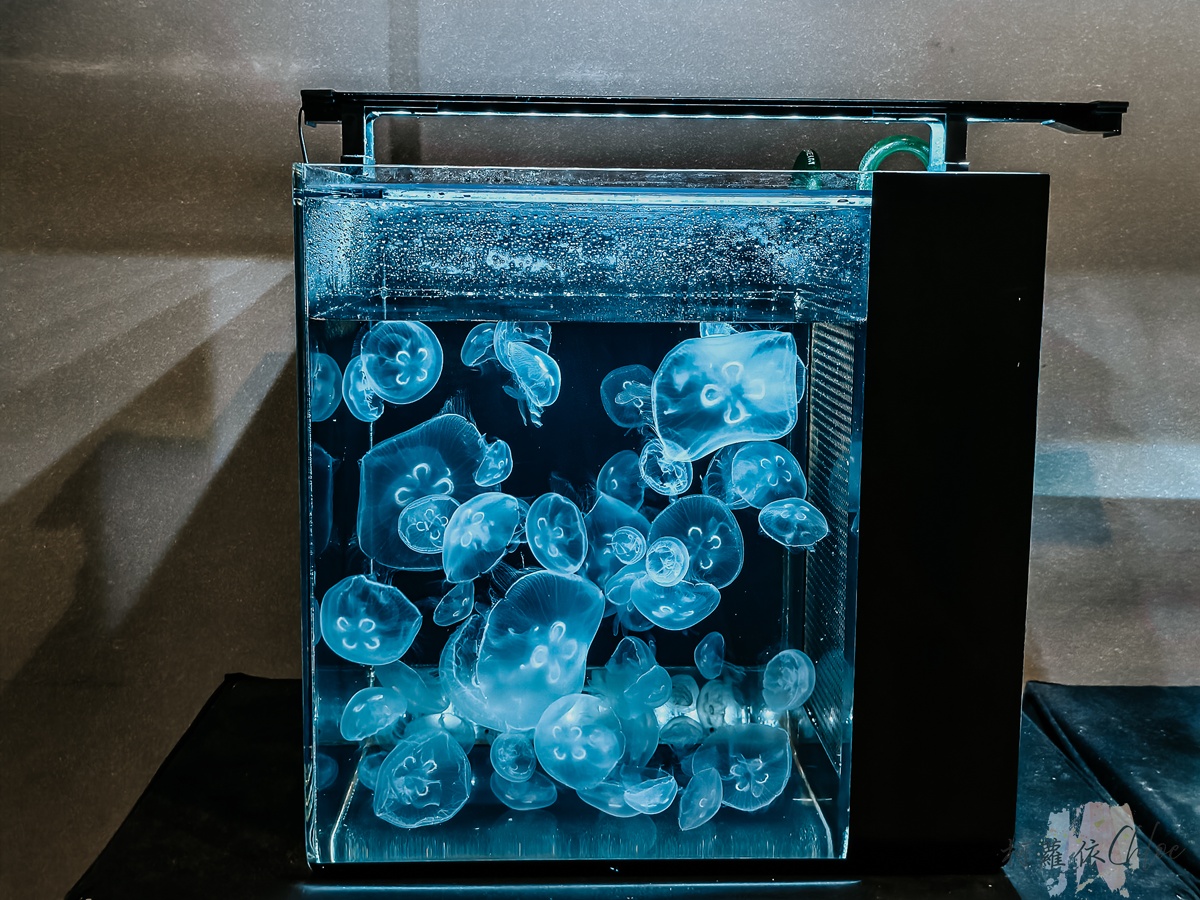 長崎企鵝水族館｜走進企鵝的世界 全日本企鵝種類最多的水族館  雨天也很適合的親子景點