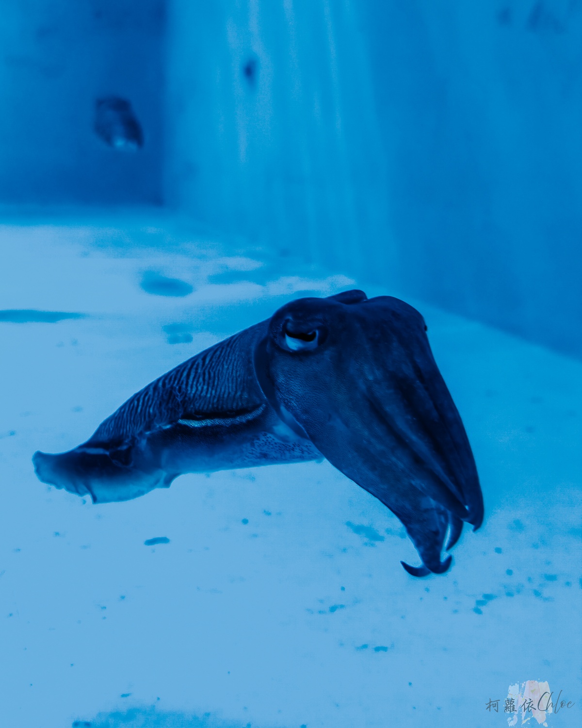 長崎企鵝水族館｜走進企鵝的世界 全日本企鵝種類最多的水族館  雨天也很適合的親子景點