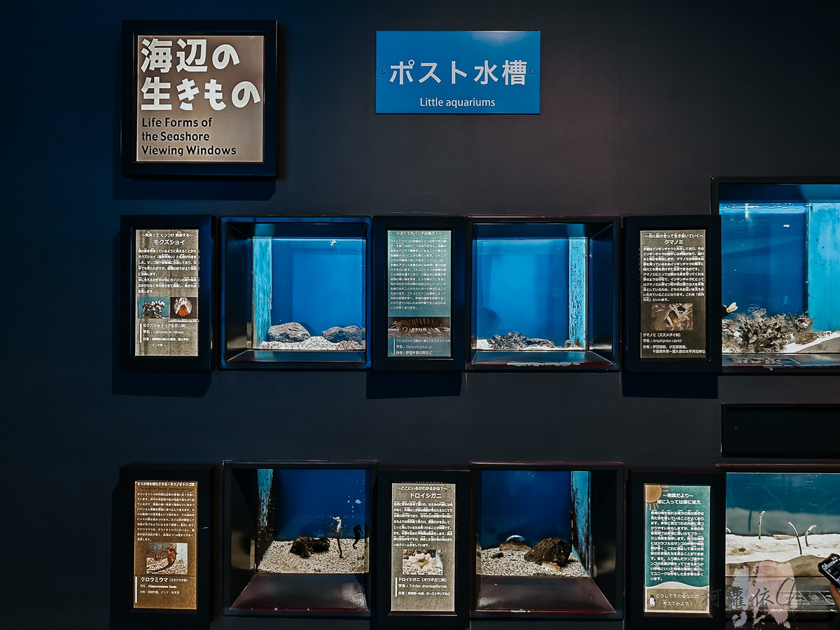 長崎企鵝水族館｜走進企鵝的世界 全日本企鵝種類最多的水族館  雨天也很適合的親子景點