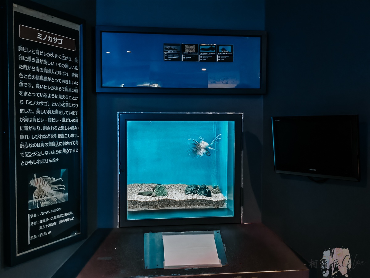 長崎企鵝水族館｜走進企鵝的世界 全日本企鵝種類最多的水族館  雨天也很適合的親子景點