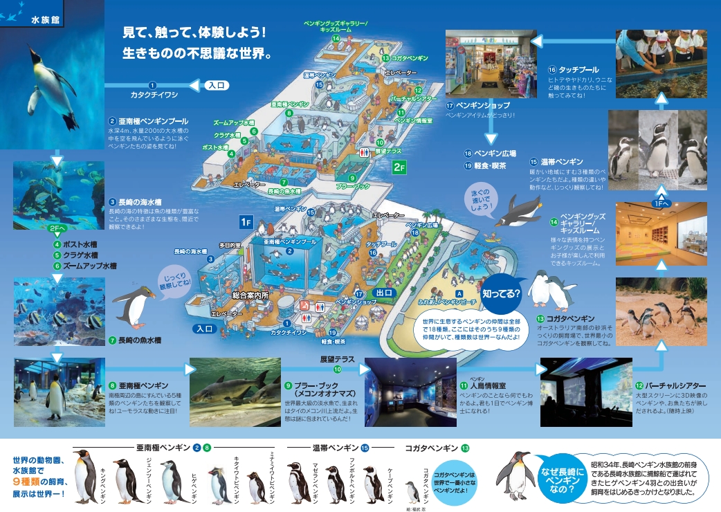 長崎企鵝水族館｜走進企鵝的世界 全日本企鵝種類最多的水族館  雨天也很適合的親子景點